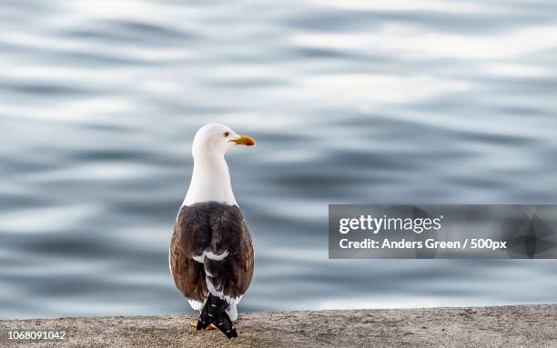 seagull sitting by sea - seagull stockfoto's en -beelden