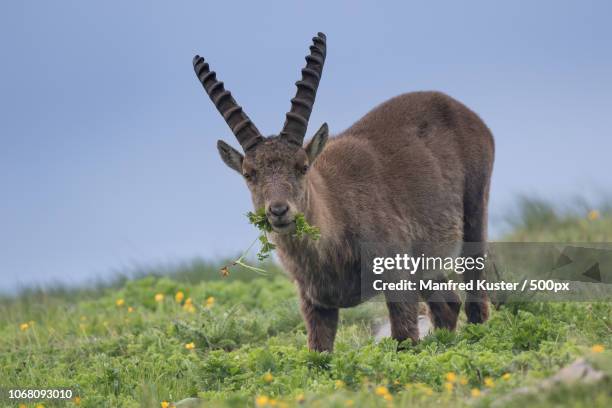 ibex eating grass on meadow - swiss ibex stockfoto's en -beelden