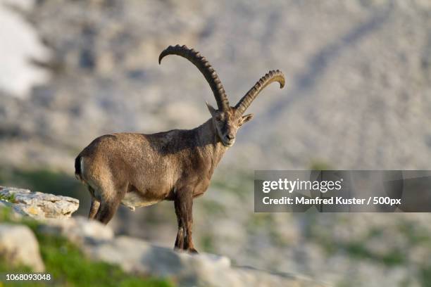 capricorn in wild - capricorn symbol stockfoto's en -beelden