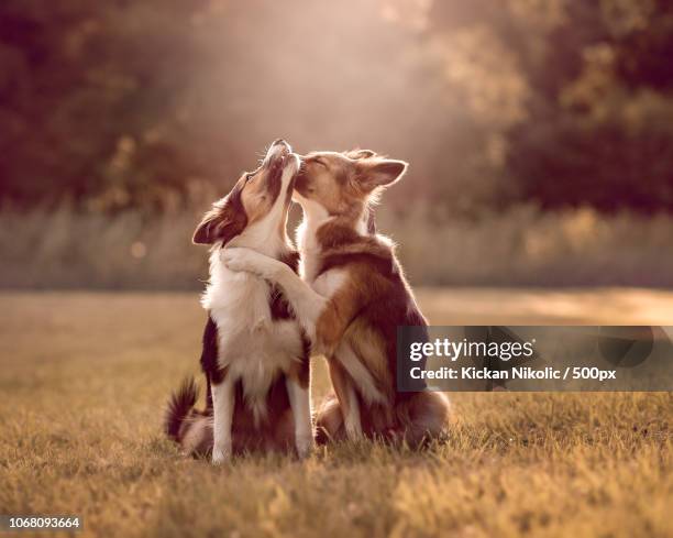 two border collie dogs showing affection - two animals stock pictures, royalty-free photos & images