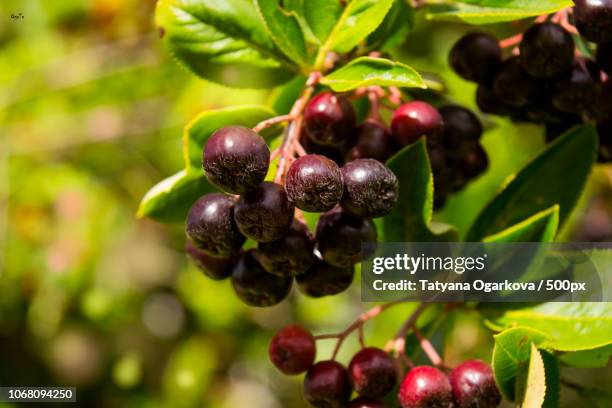 vitebsk, belarus - huckleberry stock pictures, royalty-free photos & images