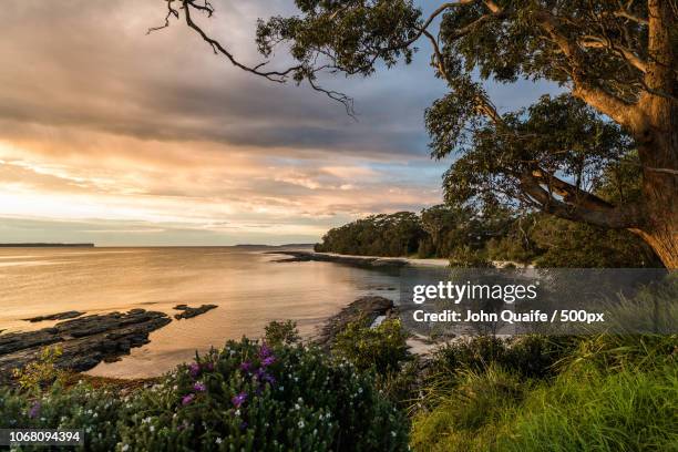 view of seashore with tree at sunset - jervis bay stock pictures, royalty-free photos & images