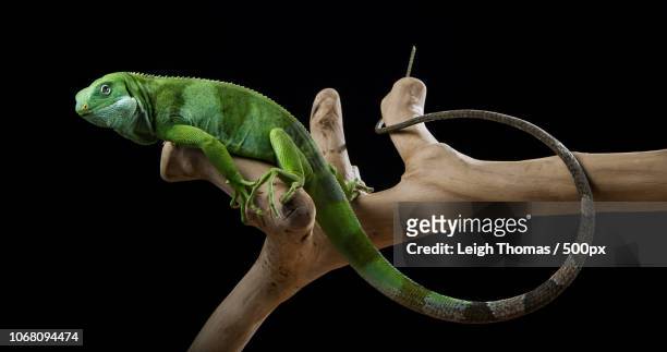 portrait of iguana sitting on branch - grüner leguan stock-fotos und bilder