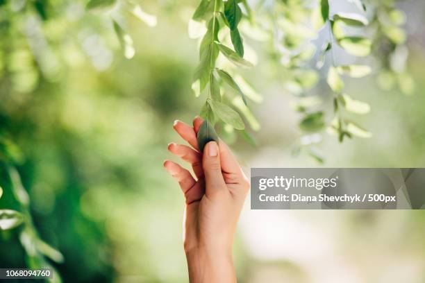 hand touching tree leaves - branch plant part fotografías e imágenes de stock