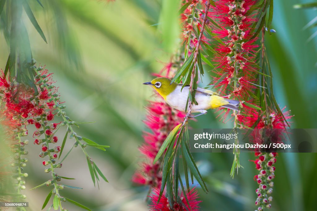 Side view of white-eye bird