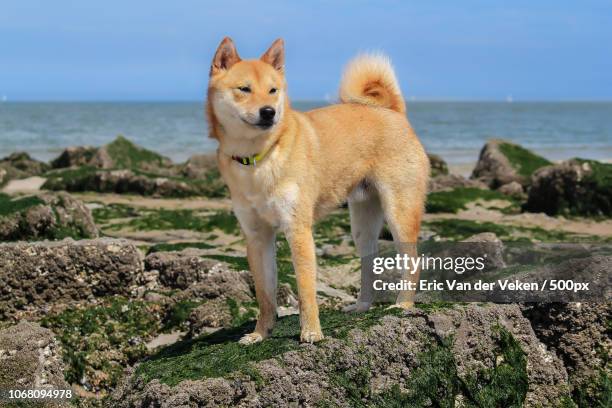 shiba inu dog standing on seashore - shiba inu fotografías e imágenes de stock
