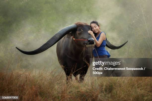 woman stroking longhorn cow - female cows with horns stock-fotos und bilder