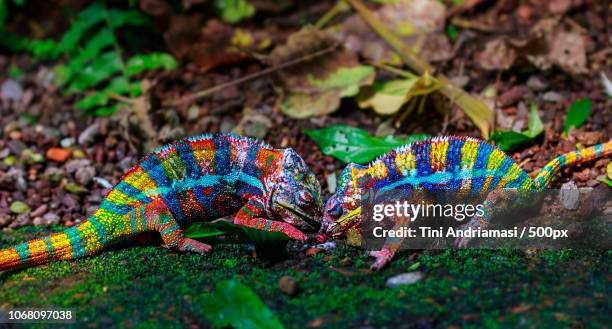 profile view of two chameleons - east african chameleon stock pictures, royalty-free photos & images
