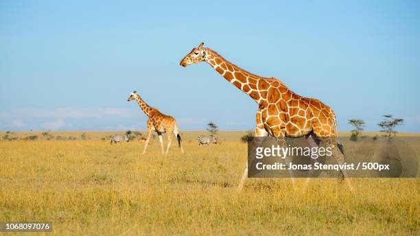 african savannah animals - zebra africa stock-fotos und bilder