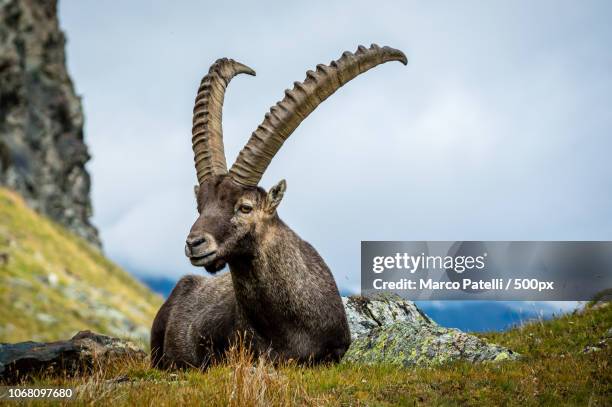 alpine ibex resting in mountains - steinbock stock-fotos und bilder