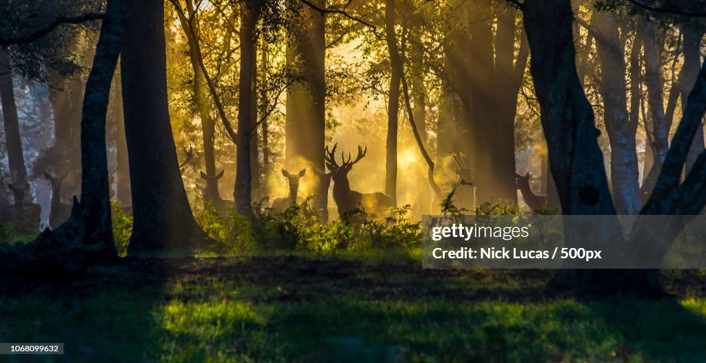 Deer in forest at sunrise