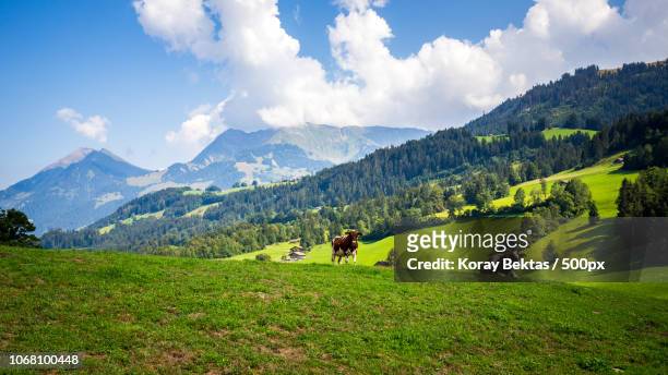 cows in meadow in mountains - swiss cow stock pictures, royalty-free photos & images