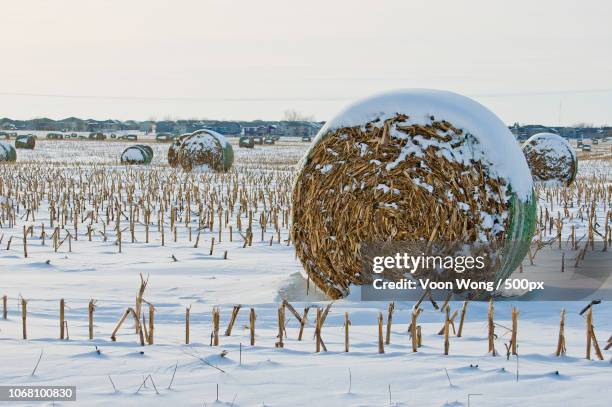hay bales in corn field in winter - sioux falls stock pictures, royalty-free photos & images