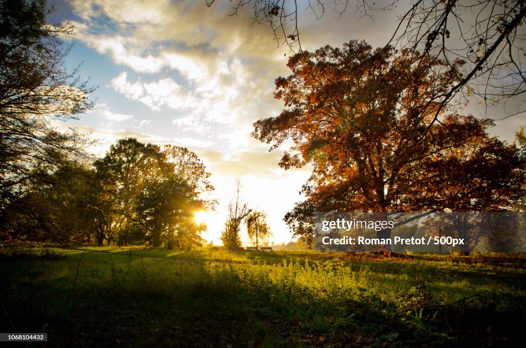 Sunset behind trees