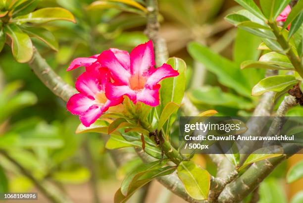 impala lily - adenium obesum stock-fotos und bilder