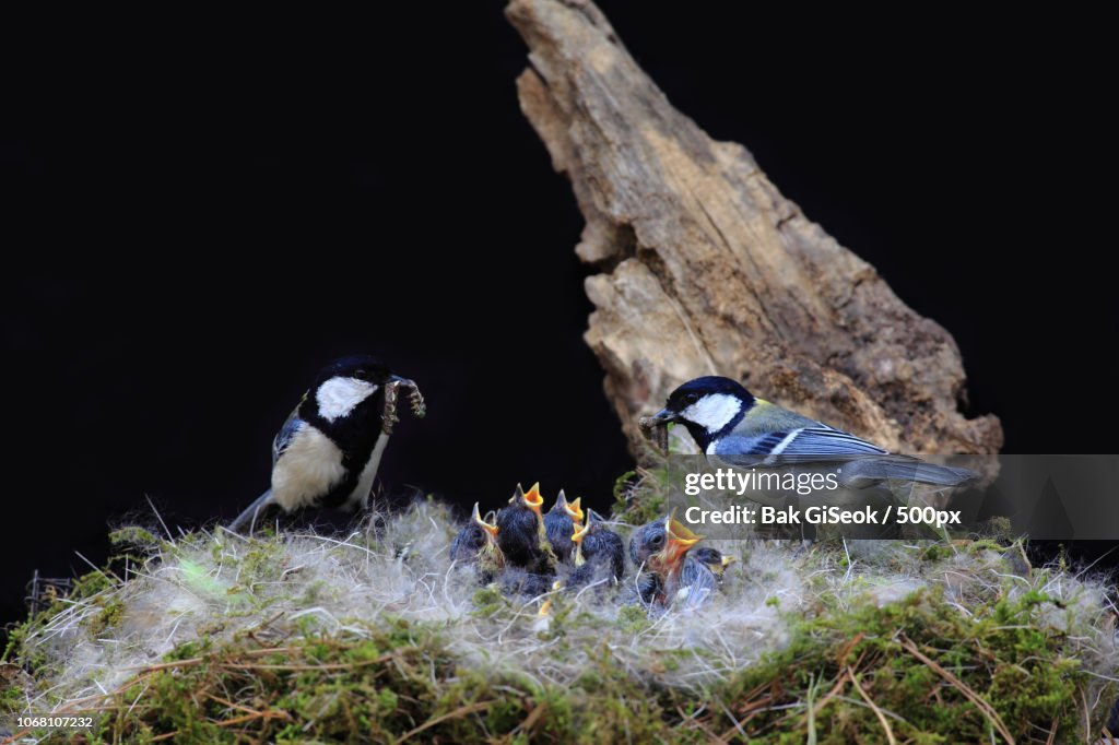 Great tit (Parus major) family with chicks in nest