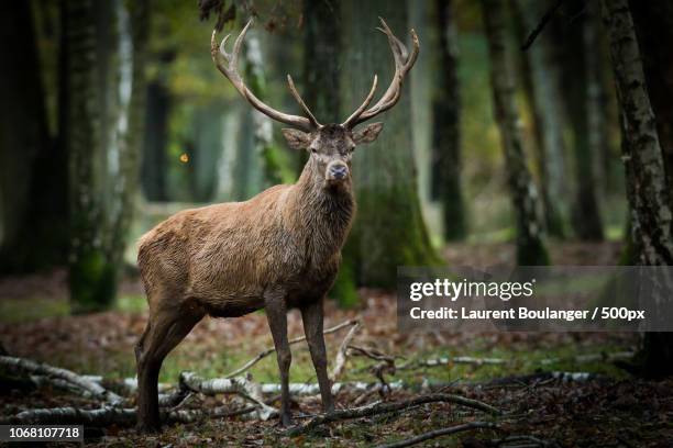red deer stag standing in forest - wildlife photos et images de collection