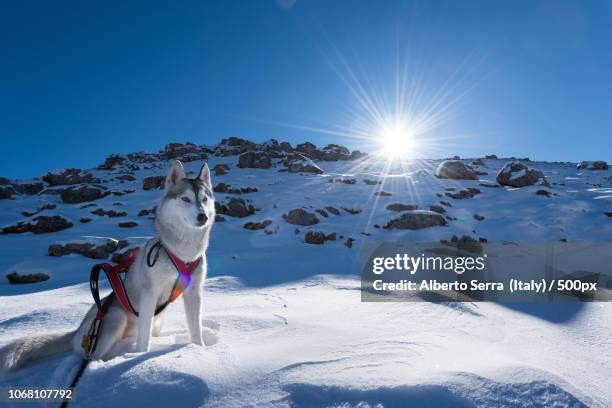 siberian husky in winter during sunrise - huskies stock-fotos und bilder