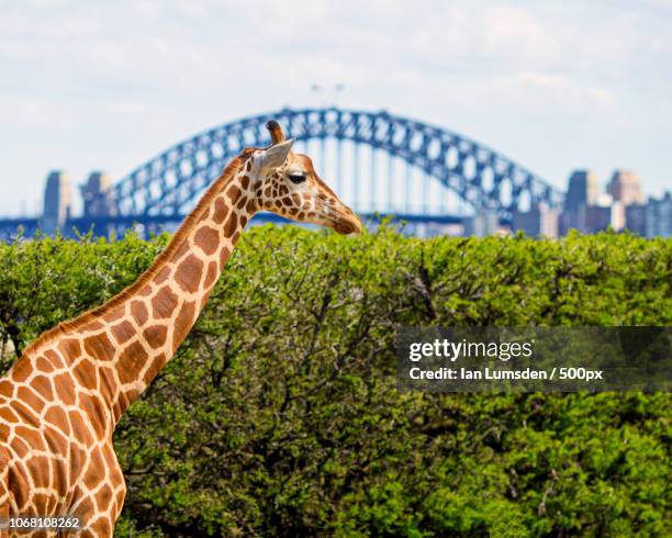 side view of giraffe with bridge in background - taronga zoo stock pictures, royalty-free photos & images