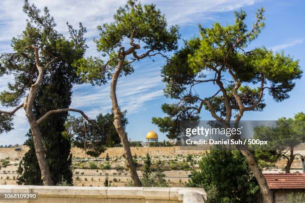 dome of the rock behind trees, jerusalem, israel - haifa stock-fotos und bilder