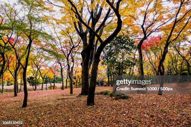 park during autumn - 1000 2016 stock pictures, royalty-free photos & images