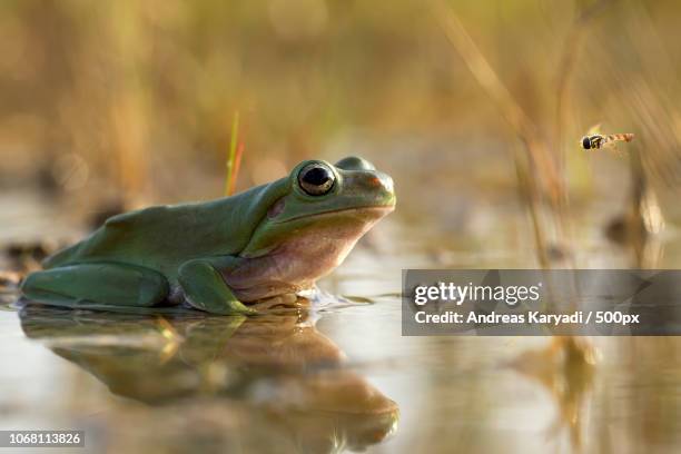 australian green tree frog (litoria caerulea) and flying insect - frosch stock-fotos und bilder
