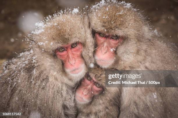 monkeys cuddling in snow - macaque du japon photos et images de collection