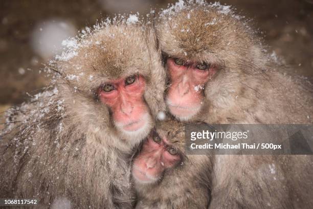 monkeys cuddling in snow - japanese macaque stock pictures, royalty-free photos & images