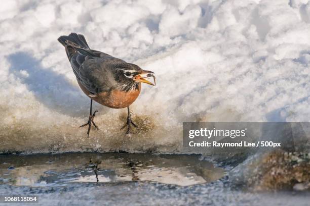 american robin (turdus migratorius) standing on snow - edmonton winter stock pictures, royalty-free photos & images