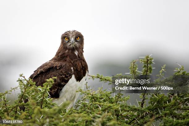 photo by: bernd wesner / 500px - black chested snake eagle stock pictures, royalty-free photos & images