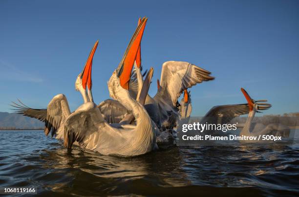 close-up of animal family of pelicans (dalmatian pelican pelecanus crispus) drifting on sea - pelecanus crispus stock pictures, royalty-free photos & images