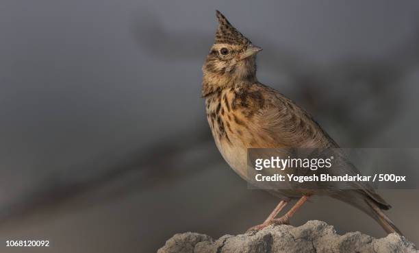 crested lark perching on rock - galerida cristata stock pictures, royalty-free photos & images