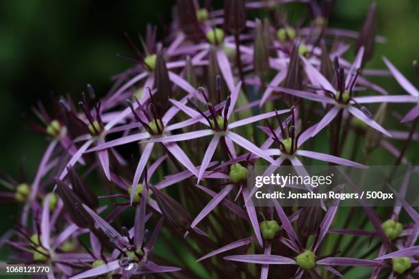 purple flowers with long petals - long stem flowers - fotografias e filmes do acervo