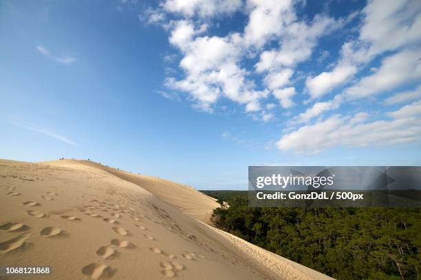 scenic view of sand dune and forest - pila stockfoto's en -beelden