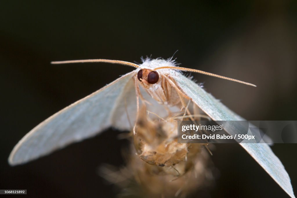 Extreme close-up photo of bombyx mori