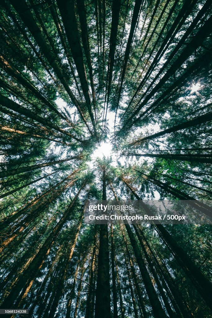 Pine forest seen from directly below