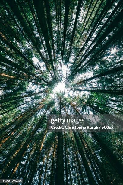 pine forest seen from directly below - simetria - fotografias e filmes do acervo