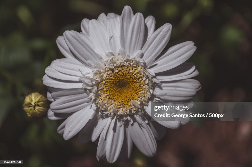 White blooming wildflower