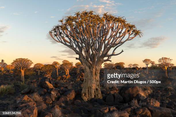 kokerboom trees growing in rocky terrain - quiver tree stock pictures, royalty-free photos & images