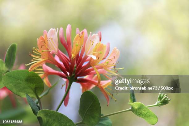 photo by: bironsabine73 / 500px - honeysuckle stock-fotos und bilder