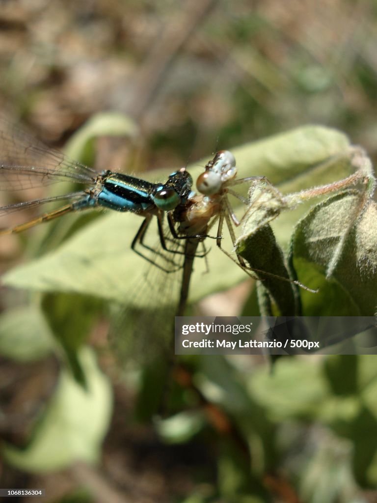 American rubyspots mating on leaf