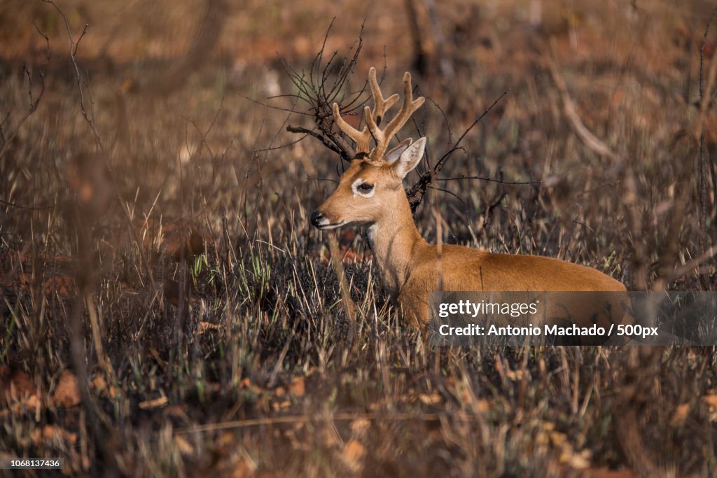 Photo by: Antonio Machado / 500px
