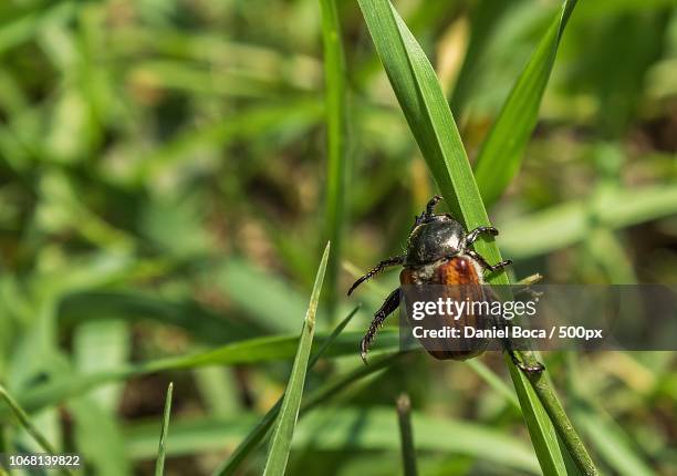arad, romania - japanese beetle stock pictures, royalty-free photos & images