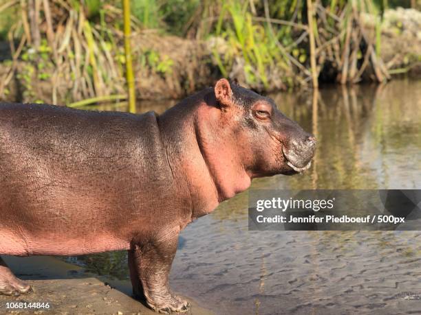 hippo calf by water - baby hippo stock pictures, royalty-free photos & images