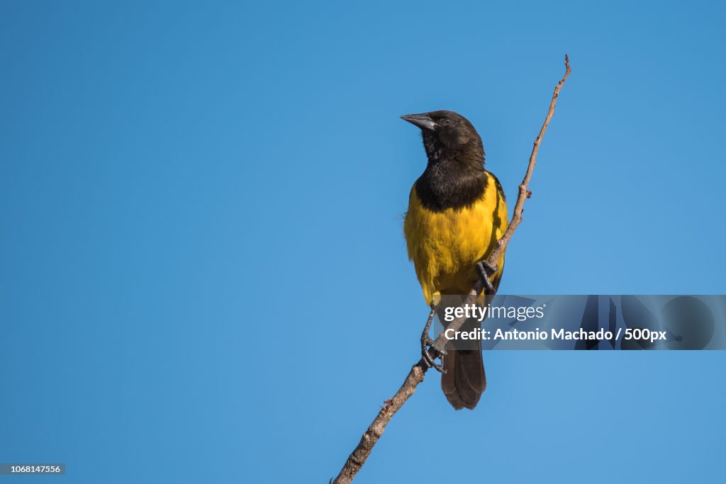 Yellow-rumped marshbird perching on tree branch