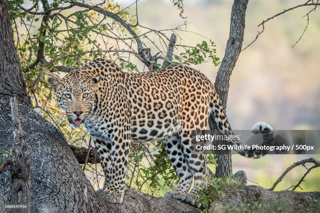 Portrait of Leopard (Panthera pardus) standing on tree