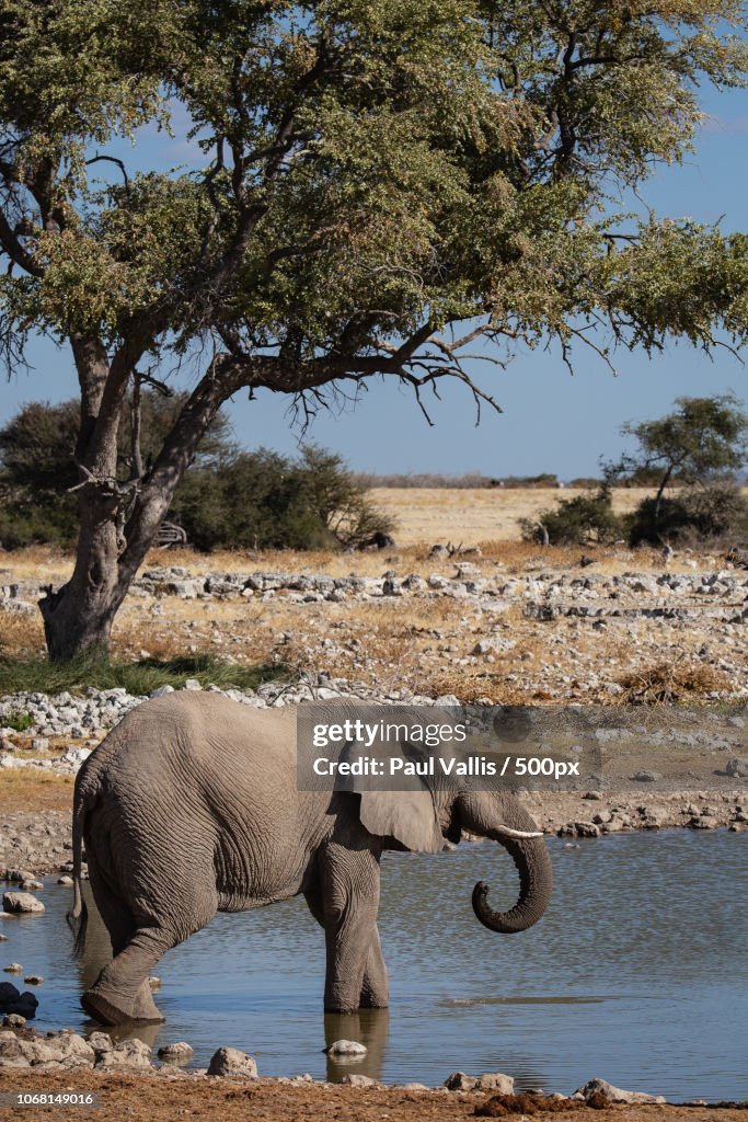 Elephant drinking water against lonely tree and clear sky