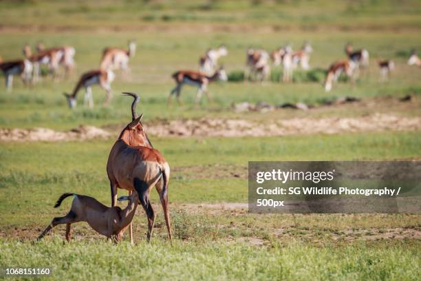 tshabong, botswana - hartebeest botswana stockfoto's en -beelden