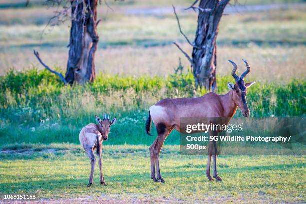 tshabong, botswana - hartebeest botswana stockfoto's en -beelden