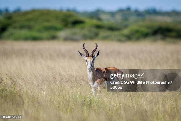 Shoppers Rakops 56 Rakops Stock Photos, High-Res Pictures, and Images - Getty Images